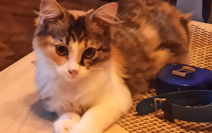 Zbiórka Bardzo proszę o pomoc dla Abi - zdjęcie główne