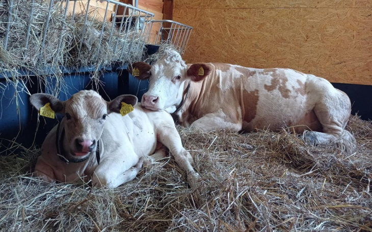 Zbiórka Pomoc dla rodzin Adusia i Krejzi - zdjęcie główne