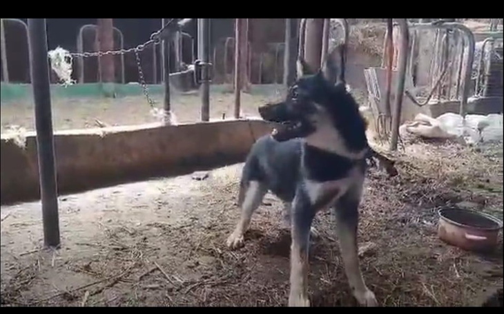 Zbiórka Kolejne uratowane przed skazanie - zdjęcie główne