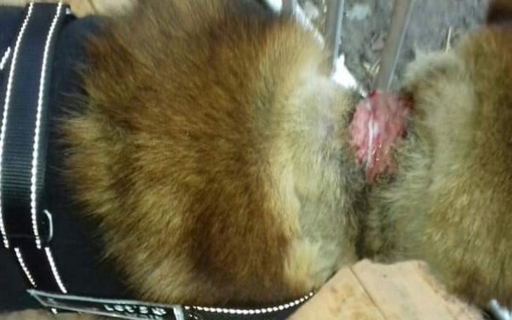 Zbiórka Pies z raną na szyi od łańcucha - zdjęcie główne