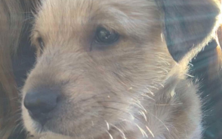 Zbliżenie na małego psa z jasną sierścią.