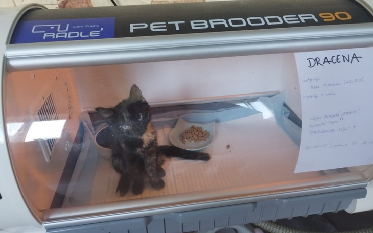 Kotek w inkubatorze, czekający na adopcję.