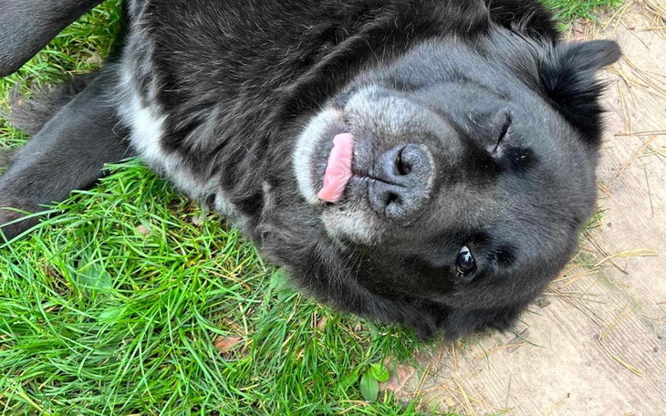 Czarny pies leżący na trawie, z językiem na wierzchu.