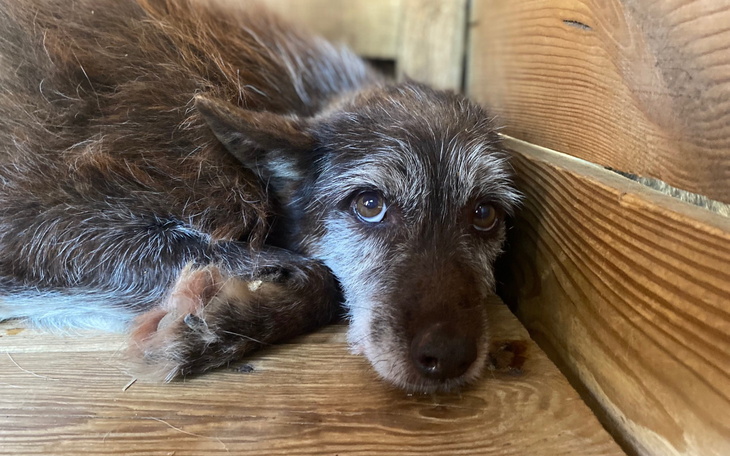 Pies leżący na drewnianej podłodze, z dużymi oczami.