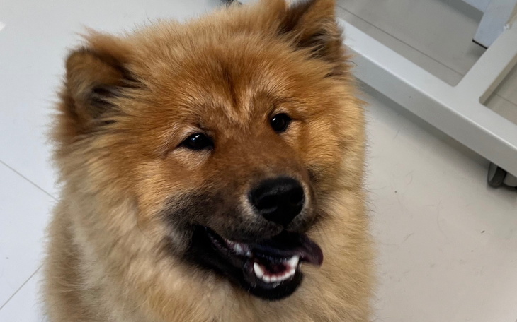 Pies rasy chow chow z uśmiechem.