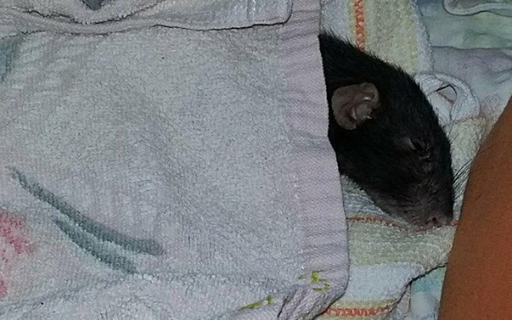 Zbiórka Nela - babcia po przejściach - zdjęcie główne