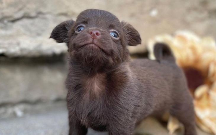 Zbiórka Zbiórka na Chihuahue - zdjęcie główne