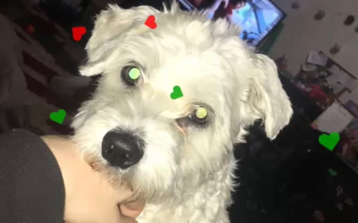 Zbiórka Leczenie Tobby - zdjęcie główne