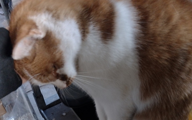 Zbiórka Karma dla kotów bez domu - zdjęcie główne