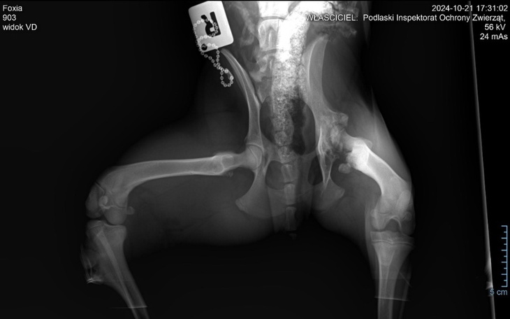 Rentgen pokazujący obraz kości zwierzęcia.