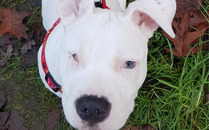 Zbiórka Uratować oczko Koki - zdjęcie główne