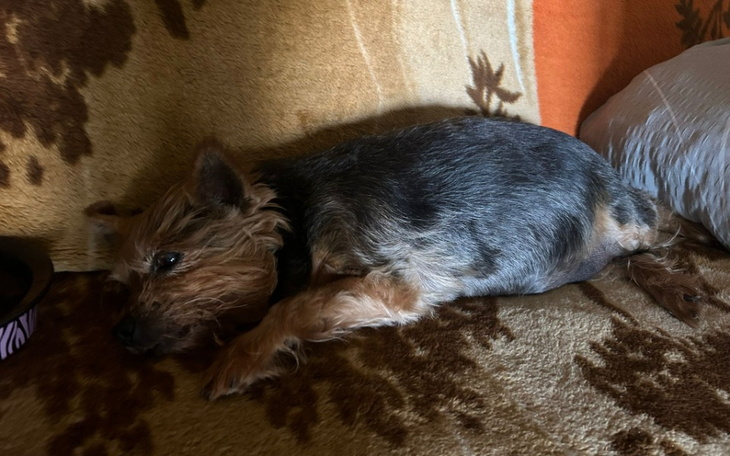 Zbiórka Na leczenie Perelki - zdjęcie główne