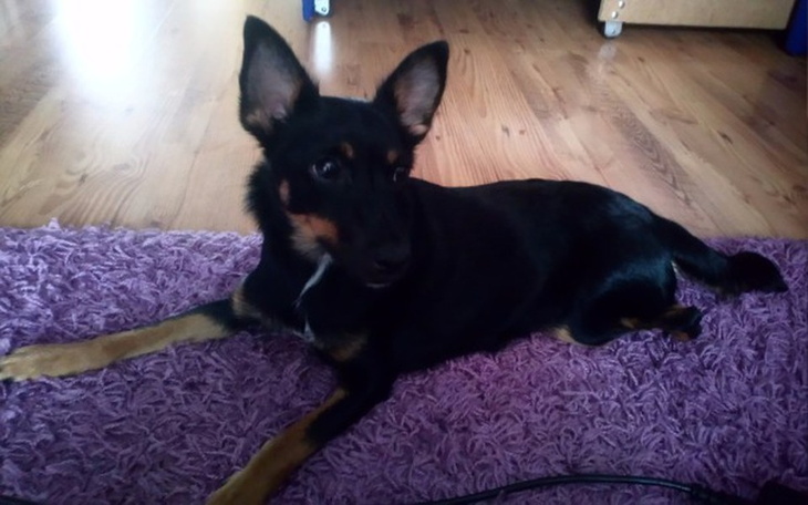 Zbiórka Pomoc dla młodziutkiej Bailey! - zdjęcie główne