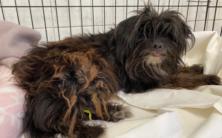 Zbiórka Lata zaniedbań Abi - zdjęcie główne