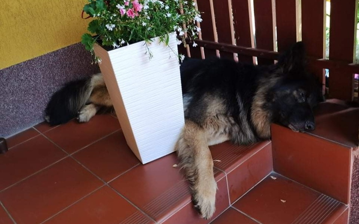 Zbiórka Pomóż leczyć mojego psa proszę. - zdjęcie główne