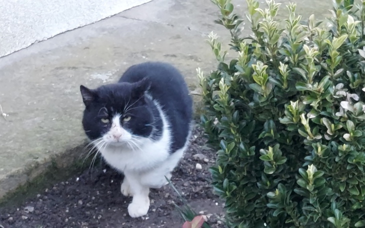 Zbiórka Na hotelik dla bezdomniaków - zdjęcie główne