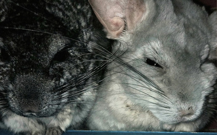 Zbiórka Szynszyle z DT u Kociary - zdjęcie główne