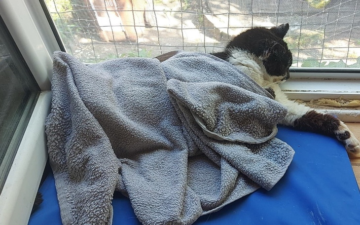 Zbiórka klimatyzator dla kotów - zdjęcie główne