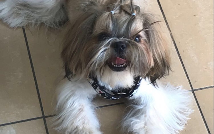 Zbiórka Zabieg zaćmy dla psa - zdjęcie główne