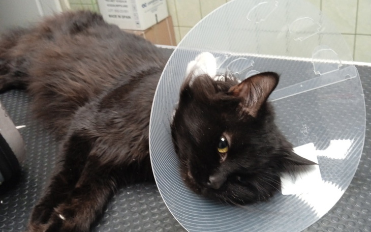 Zbiórka Ratowanie, opieka medyczna kotka - zdjęcie główne