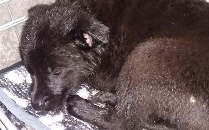 Zbiórka Zabrane spod igły-szczeniaki TOZ - zdjęcie główne