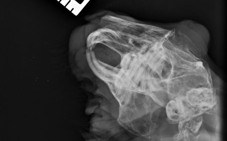 Zbiórka Na leczenie królika Tuptusia - zdjęcie główne