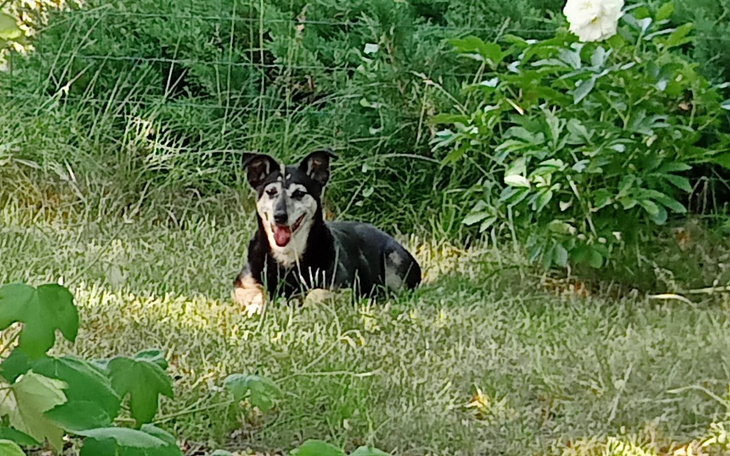 Zbiórka Pitus pomoc na operację - zdjęcie główne