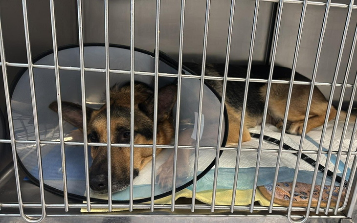 Pies w klatce po operacji, czeka na powrót do zdrowia.