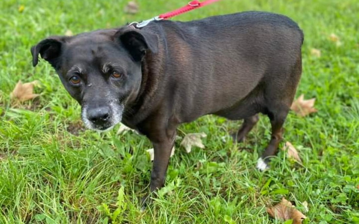 Zbiórka Wesprzyj staruszka - zdjęcie główne