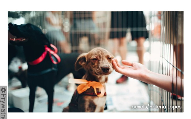 Zbiórka Wesprzyjcie zwierzęta z Ukrainy - zdjęcie główne