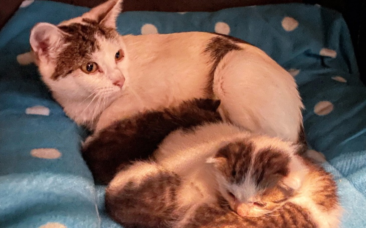 Zbiórka Spłata kociego długu - zdjęcie główne