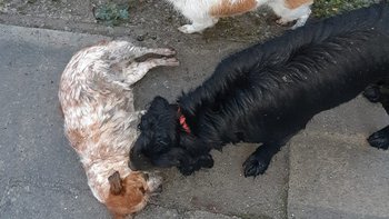 Zbiórka Ratowanie wiejskich psów - miniaturka zdjęcia