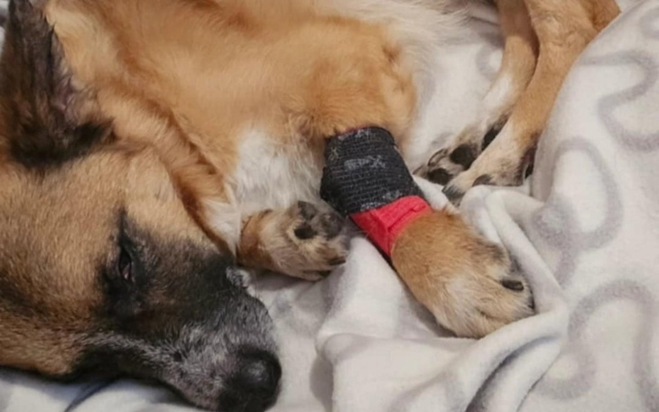 Pies odpoczywający z opatrunkiem na łapie.