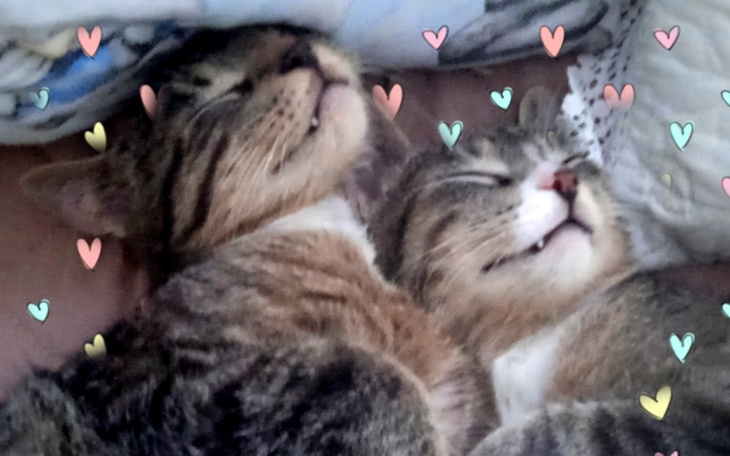 Zbiórka Transport dla kocurków. - zdjęcie główne