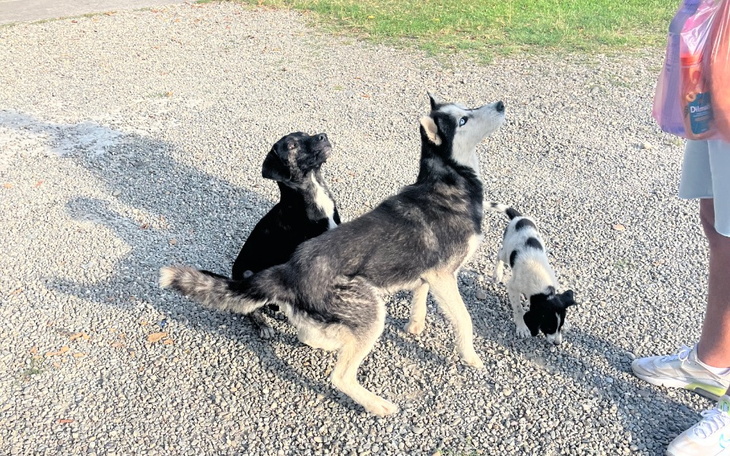 Zbiórka Zabranie psa z Gruzji do Polski - zdjęcie główne
