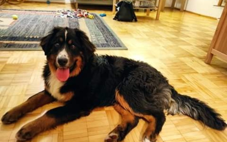 Zbiórka Ocalić przed eutanazją. - zdjęcie główne