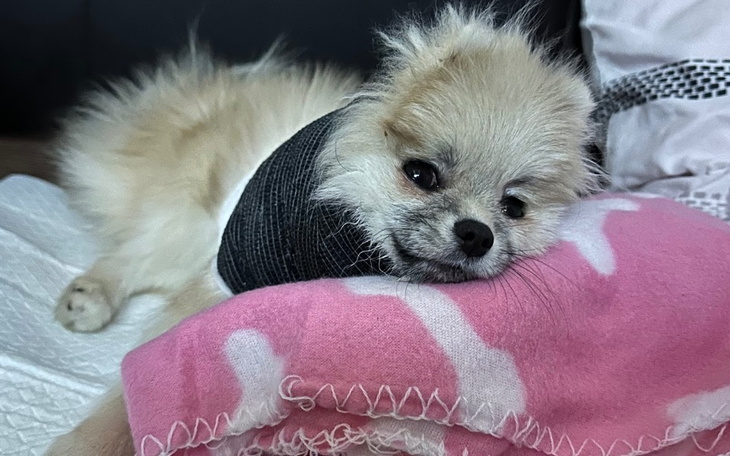 Zbiórka Operacja Mimi - zdjęcie główne