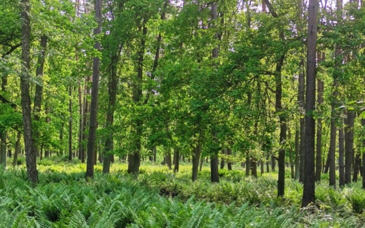 Zbiórka Splata zadłużenia zus - zdjęcie główne