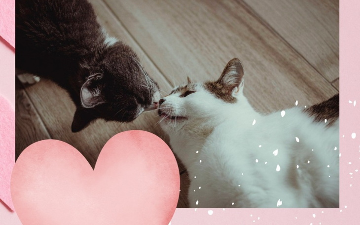 Dwa koty dotykające się nosami, w romantycznej scenerii.