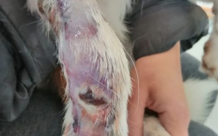 Zbiórka na konającą suczkę z gangreną - zdjęcie główne