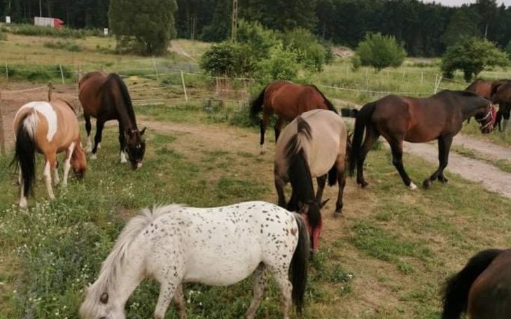 Zbiórka Na kowala dla naszych dzieciaków - zdjęcie główne