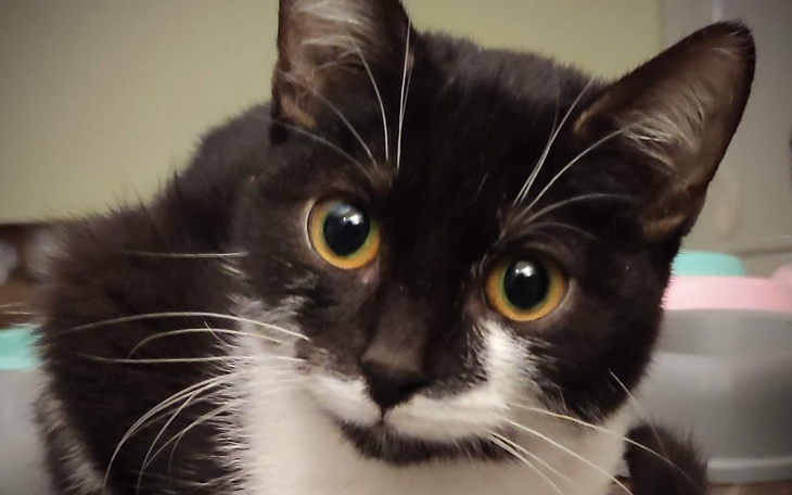 Zbiórka Kocie dziecko z FIP - zdjęcie główne