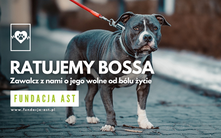 Pies rasy pitbull, z hasłem o pomocy dla niego.