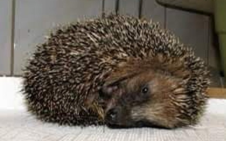 Zbiórka Pomoc dla JEŻY - zdjęcie główne