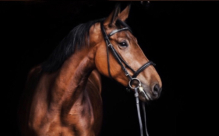 Zbiórka Na wymarzonego konika - zdjęcie główne