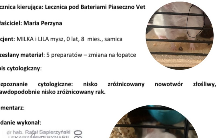 Zbiórka Nowotwór złośliwy Milki - zdjęcie główne