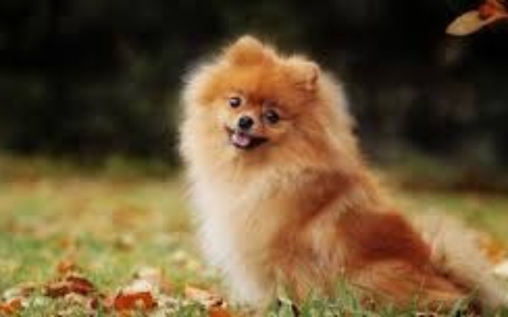 Pies rasy pomeranian na tle zielonej trawy.