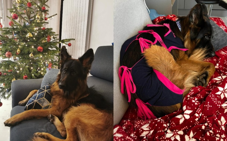 Zbiórka Czterej pancerni na ratunek - zdjęcie główne