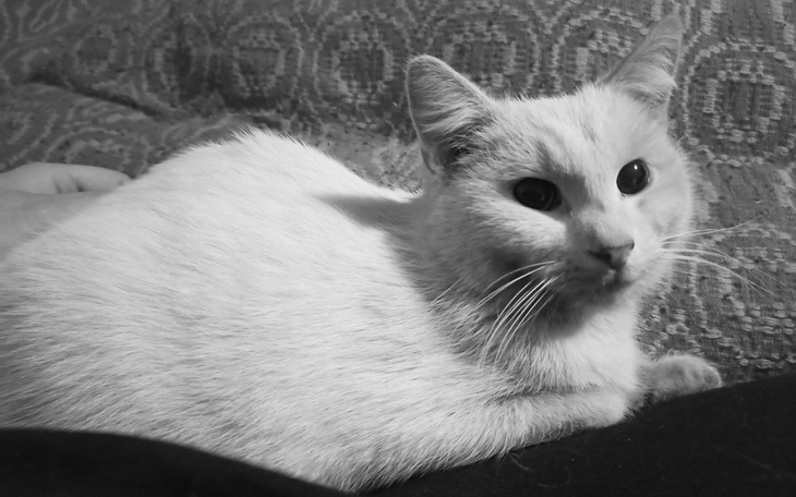 Biały kot leżący na kanapie, z ciekawym spojrzeniem.