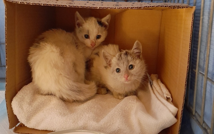 Zbiórka Kociaki z lasu - zdjęcie główne